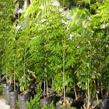 Egrow,Scented,Rosewood,Seeds,Scented,Rosewood,Semente,Plant,Dalbergia,Odorifera