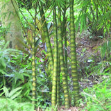 Egrow,Bamboo,Seeds,Decorative,Bamboo,Bonsai,Bonsai,Plant,Garden