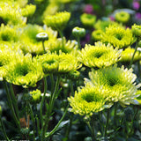 Egrow,Chrysanthemum,Seeds,Balcony,Potted,Green,Chrysanthemum,Flower,Garden,Beautiful,Potted,Plant,Bonsai