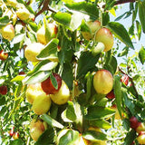 Egrow,Jujube,Seeds,Exotic,Fruit,Jujube,Seeds,Bonsai,Natural,Healthy,Perennial,Plants