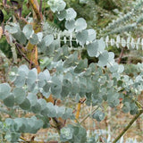 Egrow,Eucalyptus,Seeds,Silver,Dollar,Eucalyptus,Cinerea