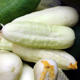 Egrow,White,Cucumber,Seeds,Garden,Balcony,Vegetable,Fruit,Cucumber,Planting