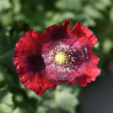 Egrow,Poppy,Seeds,Somniferum,Flower,Bonsai,Garden,plant