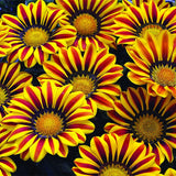 Egrow,Gazania,Seeds,Semillas,Gazania,Splendens,Chrysanthemum,Seeds,Garden,Flowers,Seeds