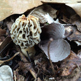 Egrow,Morel,Mushroom,Strains,Seeds,Garden,Planting,Edible,Eryngii,Vegetable,Seeds