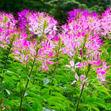 Egrow,Cleome,Spinosa,Seeds,Mixed,Flower,Hassleriana,Bonsai,Garden,Plant