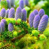 Egrow,Abies,Seeds,Nordmann,Christmas,Conifer,Flower,House,Garden,Bonsai,Plants,Flower