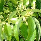 Egrow,Cinnamon,Seeds,Mixed,Bonsai,Evergreen,Garden,Plant