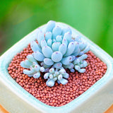 Egrow,Japanese,Succulents,Seeds,Color,Garden,Bonsai,Plants,Flower,Potted