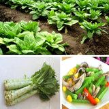 100pcs,Green,Asparagus,Lettuce,Seeds,Vegetable,Garden,Biennial,Plant