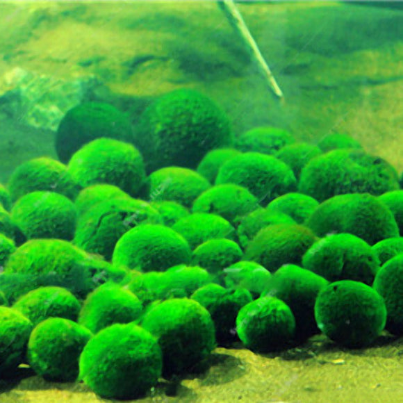 Egrow,Aquarium,Grass,Seeds,Water,Aquatic,Plant,Seeds,Ornamental,Grass