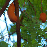 Egrow,Tamarindus,Indica,Seeds,Tamarind,Garden,Plant