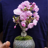 Egrow,Sakura,Seeds,Sakura,Cherry,Blossom,Garden,Flower,Bonsai,Indoor,Flowers,Plants