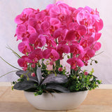 Egrow,100Pcs,Phalaenopsis,Seeds,Living,Decoration,Flowers,Potted,Plant,Garden