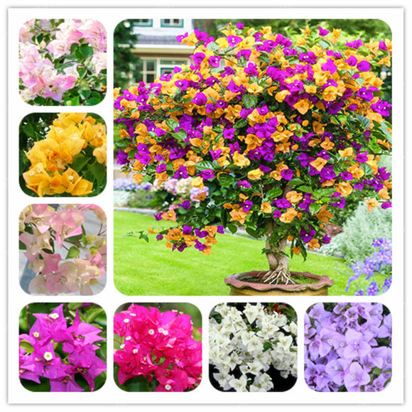 Egrow,Colorful,Bougainvillea,Flower,Seeds,Spectabilis,Willd,Plants,Perennial,Flower,Garden,Bonsai,Potted,Plant