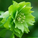 Egrow,Helleborus,Seeds,Winter,Flower,Winter,Flower,Seeds,Outdoor,Plant