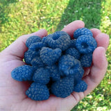 Egrow,Mixed,Color,Raspberry,Seeds,Black,Yellow,Fruit