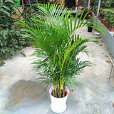 Egrow,Potted,Bamboo,Seeds,Decoration,Areca,Bonsai,Butterfly,Plants,Bonsai