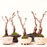 Egrow,10Pcs,Japanese,Sakura,Seeds,Plants,Cherry,Blossoms,Flower,Bonsai,Potted,Sakura