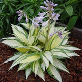 Egrow,100Pcs,Hosta,Plants,Seeds,Garden,Perennial,Green,Plants,Plantain,Flower,Seeds,Mixed,Color