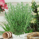 Egrow,Rosemary,Seeds,Garden,Terrace,Indoor,Potted,Bonsai,Vanilla,Plants,Seeds