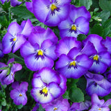 Egrow,100Pcs,Pansy,Seeds,Color,Color,Flower,Bonsai,Potted