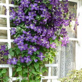 Egrow,Mixed,Colors,Clematis,Seeds,Flower,Vines,Bonsai,Perennial,Climbing,Plant