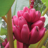 50PCS,Banana,Seeds,Outdoor,Perennial,Interesting,Plants,Taste,Delicious,Fruit,Seeds