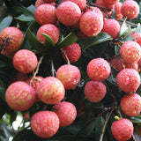 Litchi,Seeds,Summer,Delicious,Fruit,Litchi,Seeds,Nutritious,Delicious,Fruit,Seeds