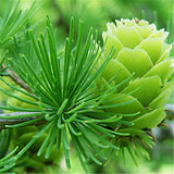 Egrow,Seeds,Bonsai,Larch,Plants,Garden,Potted,Perennial,Larix,Plant,Flower,Growing