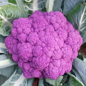 100PCS,Graffiti,Purple,Cauliflower,Seeds,Vegetable,Seeds,Bonsai,Edible