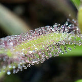 Egrow,Drosera,Seeds,Carnivorous,Plants,Bonsai,Garden,Plant