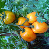 Egrow,Yellow,Stripe,Tomato,Seeds,Fruit,Vegetable,Garden,Plant