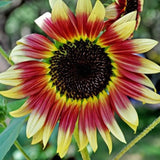 40Pcs,Mixed,Colored,Sunflower,Seeds,Bonsai,Flower,Seeds,Garden,potted,Plant