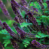 Egrow,Amorpha,Fruticosa,Seeds,False,Indigo,Plant,Amorpha,Fruticosa