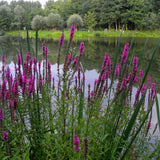 Egrow,Loosestrife,Seeds,Lythrum,Salicaria,Vegetable,Bonsai,Garden,Plant