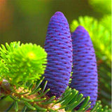 Egrow,Abies,Seeds,Nordmann,Christmas,Conifer,Flower,House,Garden,Bonsai,Plants,Flower