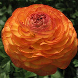 Egrow,Ranunculus,Asiaticus,Seeds,Garden,Persian,Buttercup,Seeds,Bonsai