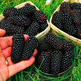 100Pcs,Black,Mulberry,Seeds,Morus,Nigra,Garden,Seeds,Garden,Bonsai