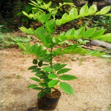 Egrow,Scented,Rosewood,Seeds,Scented,Rosewood,Semente,Plant,Dalbergia,Odorifera