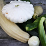Egrow,White,Pumpkin,Seeds,Scallop,Squash,Bonsai,Vegetable,Garden,Plant