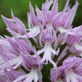 20Pcs,Naked,Orchid,Garden,Magic,Seeds,Orchis,italica,Office,Potted,Plants