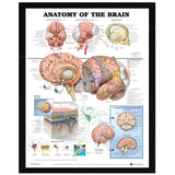 60x80cm,Anatomy,Brain,Poster,Anatomical,Cloth,Chart,Human,Midcal,Educational,Decor