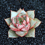 Egrow,Echeveria,Purpusorum,Seeds,Fresh,Succulent,Plant,Garden,Round,Succulent