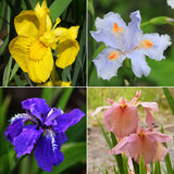 100pcs,Mixture,Colors,Flower,Seeds,Garden,Balcony,Perennial,Ornamental,Plant