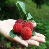 Egrow,Arbutus,Seeds,Delicious,Sweet,Chinese,Fruit,Seeds,Garden,Plants