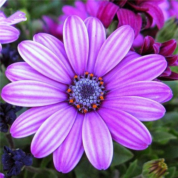 Egrow,White,Purple,Miracle,Daisy,Seeds,Color,Bonsai,Plants,Ornamental,Fower,Seeds