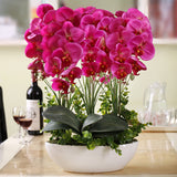 Egrow,100Pcs,Phalaenopsis,Seeds,Living,Decoration,Flowers,Potted,Plant,Garden
