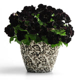 Egrow,100Pcs,Black,Petunia,Seeds,Bonsai,Flower,Seeds,Annual,Bonsai,Petunia