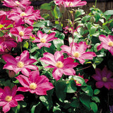 Egrow,100Pcs,Gardening,Clematis,Floride,Thunb,Flower,Seeds,Bonsai,Plant